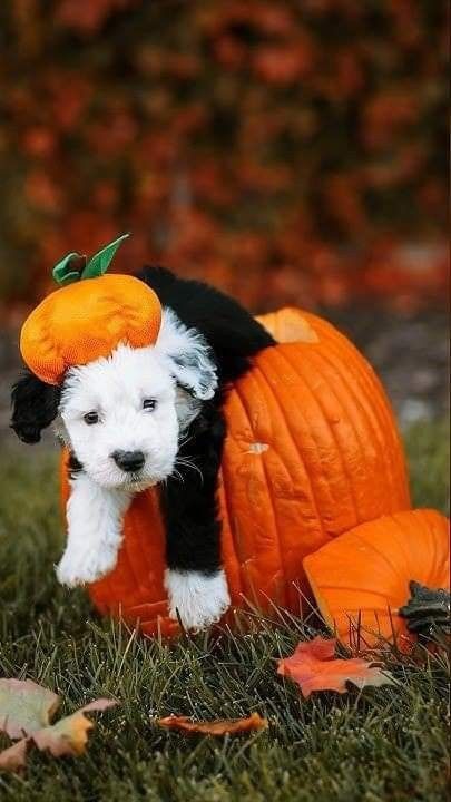 Puppy Halloween Photoshoot, Cute Puppy Halloween Costumes, Halloween Puppy Photoshoot, Fall Puppy Photoshoot, Puppy Halloween Costumes, Puppy Announcement, Fall Photo Props, Halloween Puppy, Halloween Dogs