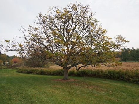 10 Best Trees for Colorado (Ornamental & Functional Types) Coffee Bean Tree, Most Beautiful Trees, Kentucky Coffee Tree, Colorado Landscape, Coffee Tree, Beautiful Trees, Arbour Day, Tree Service, Tree Care