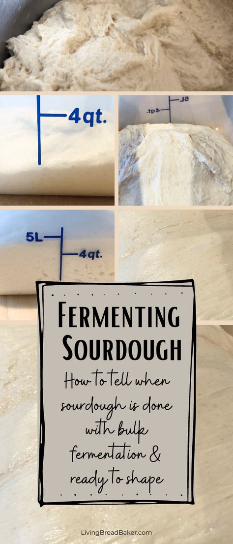 How to tell when sourdough is done with bulk fermentation - Living Bread Baker Bulk Fermenting Sourdough, Sourdough Pizza Dough, Dough Starter, Easy Bake Oven, Sourdough Starter Recipe, Sourdough Pizza, Bread Baker, Bread Making, Allergy Friendly Recipes