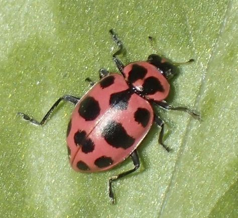 spotted lady beetle (Coleomegilla maculata) Pink Beetle, Lady Beetle, Pink Lady, May 11, Insects, Pink Ladies, Art Design, Pink