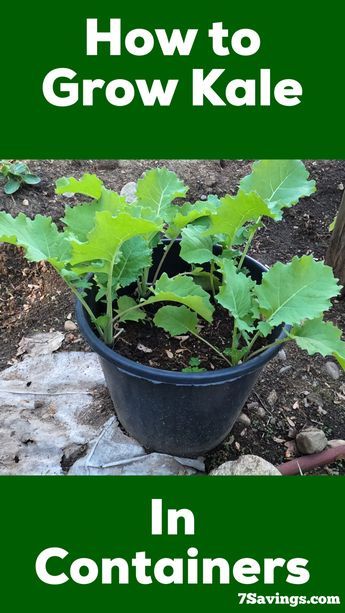 How to grow Kale in containers, Kale is very easy to grow in containers and you can grow them anywhere. follow this simple steps to start growing and enjoying Kale. #kale #growkale #vegetable #garden Planting Kale In Containers, Growing Kale In Containers, How To Grow Kale, Grow Kale, Kale Kale, Sea Kale, Growing Kale, Gardening Herbs, Bucket Gardening