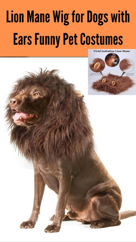 He's a proud lion, at least he thinks - just dress up your dog with these most realistic and best fitting dog costumes and give him the heart of a lion. Now he is no longer a dog, but an elegant king of the jungle. Show time for him! EASY TO PUT ON AND FIT MOST MEDIUM TO LARGE DOGS - This lion mane is designed to fit perfectly for medium to large dogs such as German Shepherd, Rottweiler, Labrador, Hound, Boxer or Golden Retriever. Suitable for dogs from 60 cm to 80 cm. German Shepherd Rottweiler, Funny Pet Costumes, Heart Of A Lion, Costumes For Halloween, Show Time, King Of The Jungle, Lion Mane, Dog Costumes, Pet Costumes