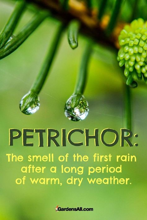 Petrichor is the name for the smell of rain following a dry spell or drought. Water droplets on plants Rain Scent, The Smell Of Rain, Rain Words, Smell Of Rain, After Rain, Edible Landscaping, After The Rain, On A Rainy Day, Smell Fresh