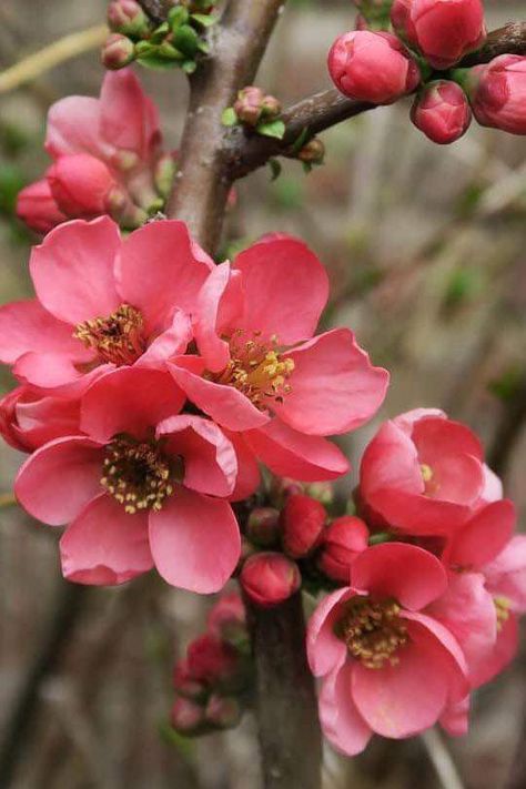 Blooming Shrubs, Japanese Quince, First Flowers Of Spring, Upper Egypt, Flowering Quince, Asian Flowers, ดินปั้น Polymer Clay, Japanese Flowers, Late Winter