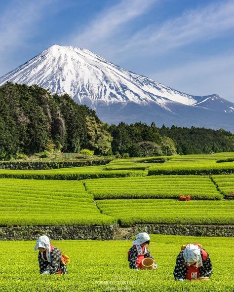 Cruise Ship Pictures, Tea Farm, Japan Landscape, Japanese Landscape, Dream Travel Destinations, Mount Fuji, Gorgeous View, Beautiful Places In The World, Magical Places