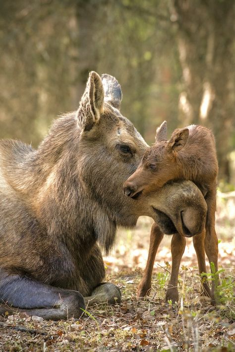 Moose Pictures, Deer Species, Deer Family, Animal Wallpaper, Sweet Animals, Animal Photo, Cute Little Animals, 귀여운 동물, In The Woods