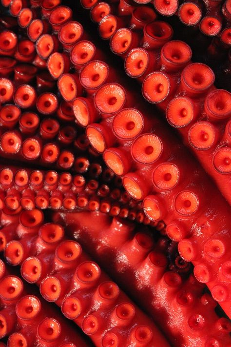 Red octopus tentacles close up. Free public domain CC0 photo. | free image by rawpixel.com Sushi Logo, Octopus Wall Art, Red Octopus, Octopus Tentacles, Leagues Under The Sea, Octopus Art, Prehistoric Animals, Drawing Images, Ocean Creatures