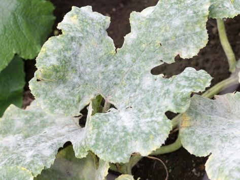 Powdery Mildew In Pumpkins - What To Do For Powdery Mildew On Pumpkin Leaves Planting Pumpkins, Growing Pumpkins, Organic Remedy, Plant Problems, Pumpkin Leaves, Powdery Mildew, Rose Of Sharon, Plant Spacing, Plants Garden