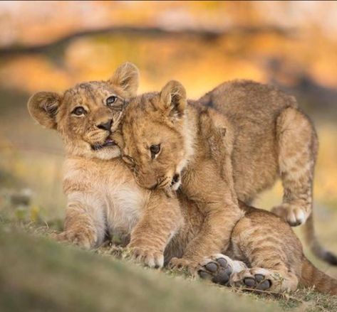 Two adorable lion cubs play fighting. They’ll need to develop their skills, as a cub’s chances of surviving to adulthood are about 1 in 5. Lion Drawings, Lion Cubs Playing, Baby Lions, Baby Lion Cubs, Tattoo Lion, Lion Cubs, Cheetah Cubs, Rest Time, Lion Photography