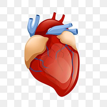 pembuluh darah,tubuh manusia,organ,jantung,biru,merah,jantung manusia Jantung Aesthetic, Human Clipart, Heart Organ, Blood Heart, Human Body Organs, Human Organ, Brain Anatomy, Romantic Background, Heart Illustration