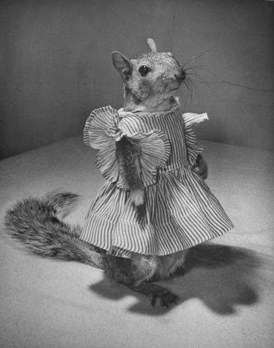 Yes, that is an actual, living squirrel dressed up in a tiny striped pinafore. (LIFE Magazine web site photo, taken in early 1940s.) Squirrel Dress, Nina Leen, Raising Turkeys, Animals In Clothes, Hilarious Stuff, A Squirrel, Rodents, Pics Art, Squirrels