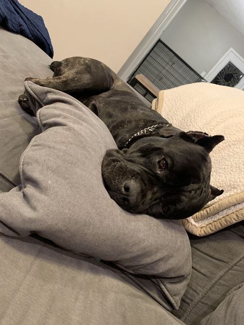 Cane Corso Dog Aesthetic, Black Cane Corso Aesthetic, Cane Corso Dog Puppies, Cane Corso Puppies, Cane Corso Dog, Corso Dog, Dog Mommy, Scary Dogs, Dream Dog