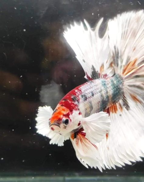 Koi Betta, Sonoma Coast, Aquatic Life, California Coast, Betta Fish, Koi, Lashes, National Parks, Fish