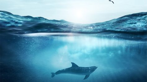 5 Surprising Stats Show Why High Seas Need Protection Iphone Wallpaper Underwater, Dolphin Underwater, Underwater Wallpaper, Marine Pollution, Under The Water, Water Poster, Underwater Art, Architecture Concept Diagram, Aquatic Life