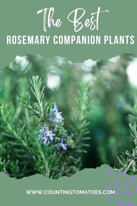 What To Plant With Rosemary, Rosemary Companion Planting, Rosemary Plant Landscaping, Rosemary Shrub Landscape, Rosemary And Lavender Garden, Rosemary Garden Landscapes, Planting Rosemary Outdoors, Rosemary Landscaping, Always Plant Rosemary By Your Garden Gate