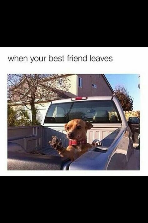 Miss you When Your Best Friend, Girl Memes, Friend Memes, Best Friends Funny, Really Funny Memes, Animals Images, Funny Animal Pictures, Friends Funny, Animal Memes