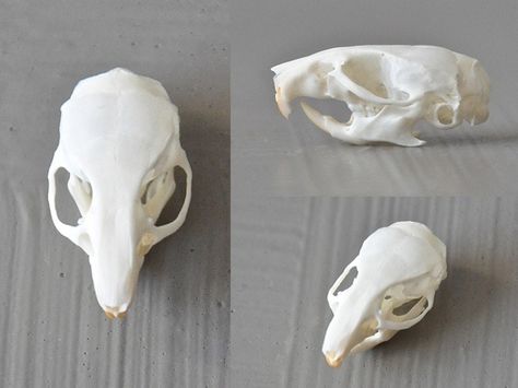 Ff Rat Skull Drawing, Rat Skull Tattoo, Skeletal Reference, Bone Reference, Rat Skull, Mouse Skull, Skull Study, Head Skeleton, Skull Anatomy