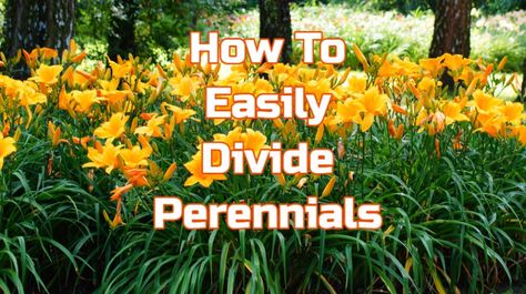 divide perennials Pruning Tomato Plants, Hosta Care, Geranium Care, Drought Tolerant Perennials, Shade Loving Perennials, Lawn Care Business, Fall Containers, Hosta Plants, Natural Fertilizer