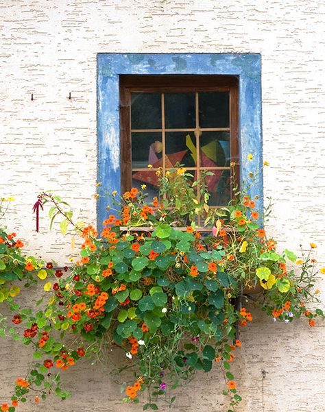 Window Box Garden, Window Boxes, Rustic Gardens, Window Box, Balcony Garden, Front Garden, Dream Garden, Small Garden, Plant Life