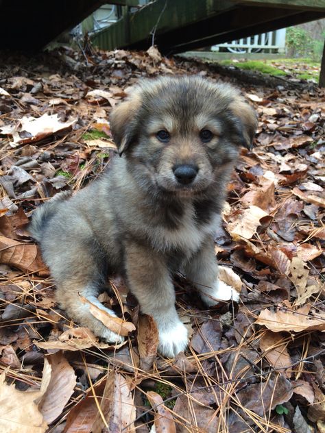 Great Pyrenees and German Shepard mix Shepherd Dog Breeds, Great Pyrenees Dog, Dog Mixes, Most Popular Dog Breeds, Silly Dogs, Kittens And Puppies, Mixed Breed Dogs, Great Pyrenees, Dog Boarding