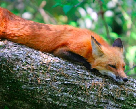 loungin' red fox Fox Jumping, Fox Sleeping, Fantastic Fox, Fabulous Fox, Fox Animal, Fox Spirit, Pet Fox, Wild Dogs, Fox Art