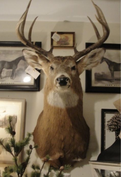 Decorating With Deer Mounts, Antique Taxidermy, Deer Mount Decor, Deer Mount Ideas, Deer Heads Mount, Deer Head Decor, Nell Hills, Taxidermy Deer, Taxidermy Decor