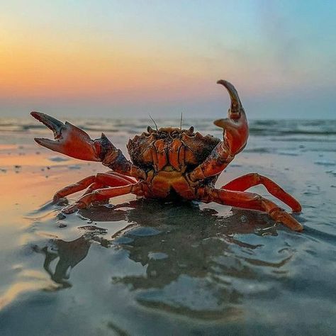 ♔ Crabes - Crabs Lobster In Ocean, Fishing Logos, Australian Prints, Ocean Life Photography, Tortoise Turtle, Beautiful Sea Creatures, Aquatic Animals, Crustaceans, Ocean Water