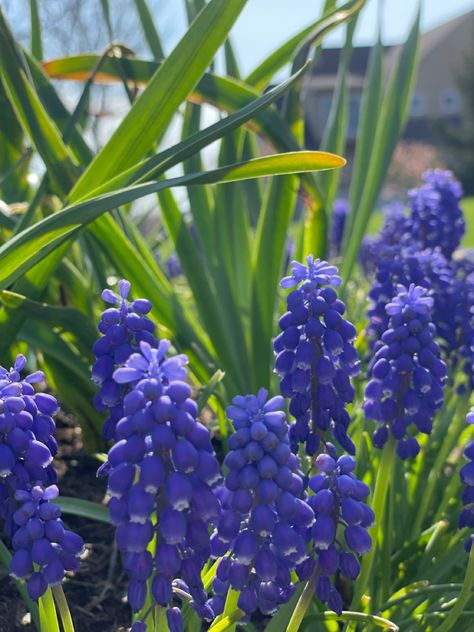 Hyacinth Plant, Grape Hyacinth, Dream Garden, Grapes, Close Up, Log, Plants, Art