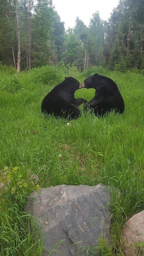 Bears Being Silly, Baily Core, Us In Another Universe Animals, Two Animals In Love, Funny Bear Pictures, Hobbie Farm, Silly Bears, Bears In Love, Animals In Love