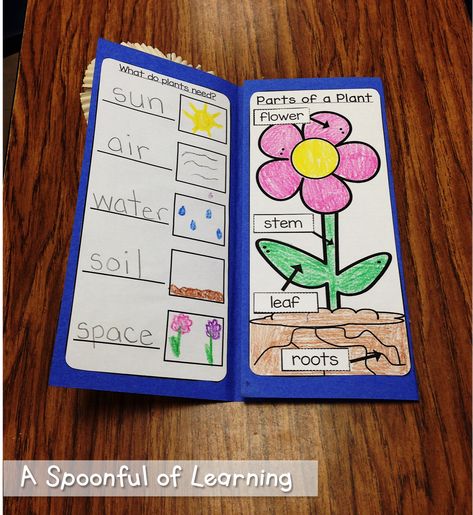 All About Spring and Plants! - Let's Plant - A Spoonful of Learning Plant Unit Kindergarten, Evs Worksheet, Plants Kindergarten, Plant Lessons, Spring Preschool Activities, School Post, خريطة ذهنية, Planting For Kids, Hindi Story