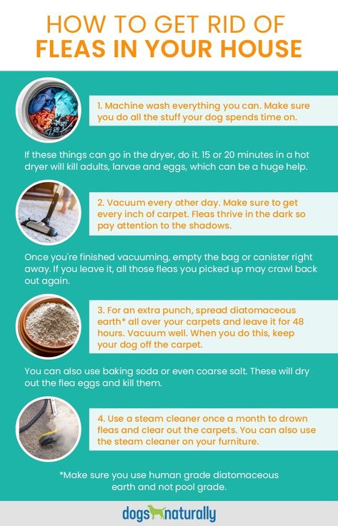 How To Get Rid Of Fleas In Your House Fleas In House, Dog Flea Remedies, Home Remedies For Fleas, Get Rid Of Fleas, Dog Clicker Training, Flea Remedies, Cleaning Schedules, Flea Spray, Flea And Tick