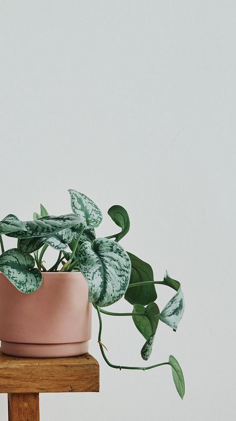 Green houseplant, minimal mobile wallpaper  | premium image by rawpixel.com / Roungroat Indoor Plants Aesthetic Minimal, Plants Photography Aesthetic, Wallpaper Cute Minimalist, Minimal Photography Instagram, Houseplant Photography, Wallpaper Plantas, Indoor Plants Aesthetic, Money Plant Decor, Minimalist Iphone Wallpaper