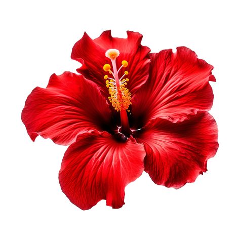 Download AI generated Red hibiscus flower isolated on transparent background for free Hibiscus Graphic Design, Red Hibiscus Flower Aesthetic, Red Flower Sticker, Red Hibiscus Flower, Red Pfp, Hibiscus Red, Fairy Stickers, Red Hibiscus, Collage Art Projects