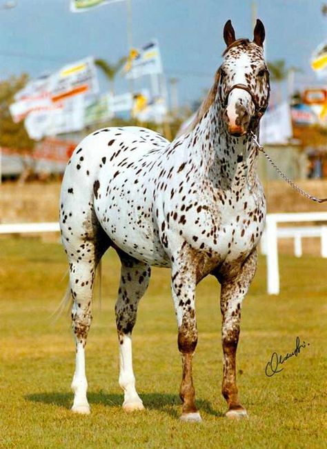 Leopard Appaloosa!  Beautiful!  Spots and more. Prettiest Horses, Spotted Horse, Leopard Appaloosa, Horse Herd, Horse Colors, Appaloosa Horse, Appaloosa Horses, Most Beautiful Horses, Most Beautiful Animals