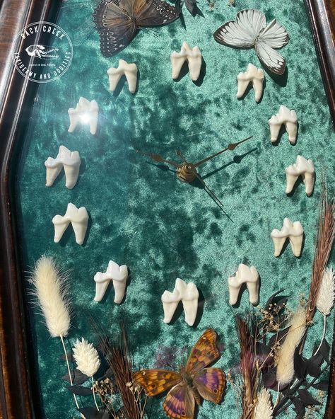 What’s that? I have a brand new Tooth-Hurty p.m. piece? 🦷 Absolutely! One of my best selling pieces has been my coyote tooth clocks, and I’ve got another one available right here! A real, fully functioning clock inside of a 1940’s vintage frame. 🦋 . . . #taxidermy #taxidermist #handmade #vintage #coyote #tooth #teeth #oddities #backcreektaxidermy #odditiesandcuriosities #curiosityshop #cabinetofcuriosities #smallbusiness #womanowned Oddity Art, Tooth Keepsake, Taxidermy Decor, Dog Grooming Styles, Diy Teething, Grooming Style, Animal Teeth, Curiosity Shop, Vintage Frame