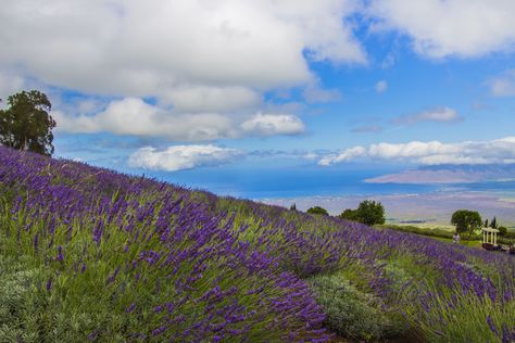 Maui Lavender Farm, Rainbow Eucalyptus Tree, Things To Do In Maui, Rainbow Eucalyptus, Lanai Island, Zipline Adventure, Haleakala National Park, Famous Waterfalls, Road To Hana