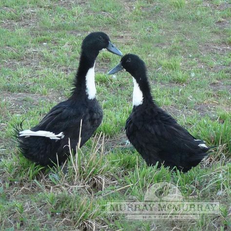 McMurray Hatchery Black Swedish Ducks Swedish Ducks, Welsh Harlequin Duck, Duckling Care, Pekin Duck, Duck Breeds, Duck Farming, Barnyard Animals, Game Birds, The Bill