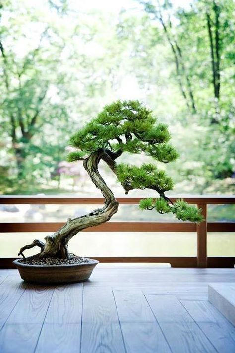 Bonsai For Beginners, Ginseng Bonsai, Ficus Ginseng Bonsai, Art Floral Japonais, Jade Bonsai, Bonsai Care, Pine Bonsai, Indoor Bonsai Tree, Juniper Bonsai