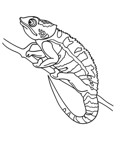 Chameleon Changing Color, Minions Coloring Pages, Types Of Pencils, Chameleon Color, Summer Coloring Pages, Coloring Page Ideas, Coloring Sheets For Kids, Disney Coloring Pages, Coloring Pages Printable