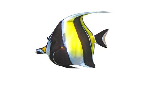 Moorish Idol Care Guide: Essential Tips for a Thriving Aquarium Moorish Idol, Marine Creatures, Marine Algae, Aquarium Setup, Coral Garden, Reef Shark, Home Aquarium, Marine Aquarium, Pet Breeds