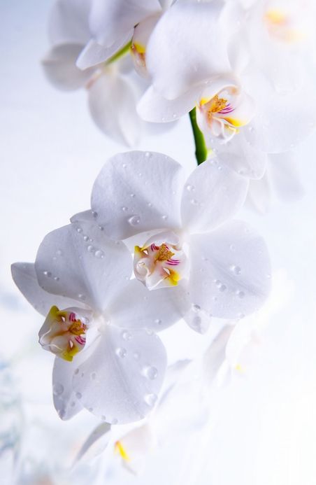 White Orchids, Orchids, Water, White