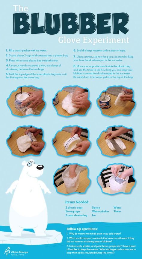 Polar Bears have blubber to keep warm. See how it works with Crisco. Arctic Animals Preschool, Winter Science, Animal Adaptations, Polar Animals, Kid Experiments, Winter Preschool, Animal Science, Cool Science Experiments, Kindergarten Science