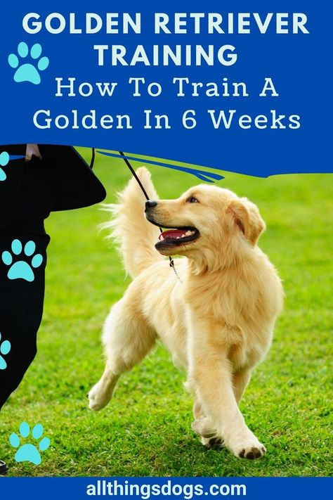 Golden Retriever Care, Golden Retriever Puppy Training, Golden Retriever Training, Puppy Obedience Training, Dog Behavior Training, Dog Advice, Puppy Proofing, Dog Potty Training, Dog Potty