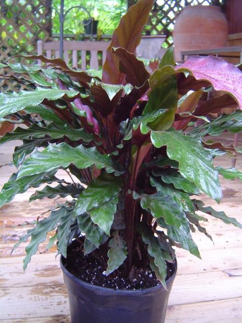 Calathea Rufibarba, Cala Lilies, Shadow Plants, Calathea Plant, House Plants Indoor, Product Listing, Growing Indoors, Shade Plants, Foliage Plants