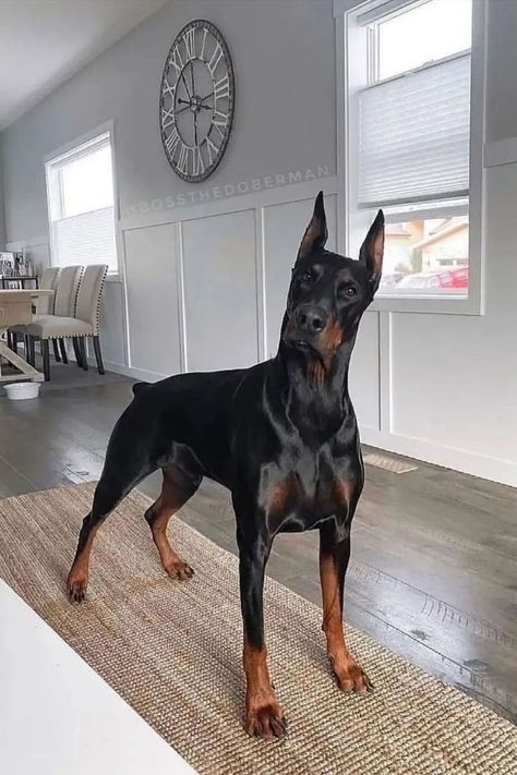 Perro Doberman Pinscher, European Doberman, Black Doberman, Doberman Pinscher Puppy, Doberman Pinscher Dog, Scary Dogs, Doberman Puppy, Doberman Dogs, Doberman Pinscher