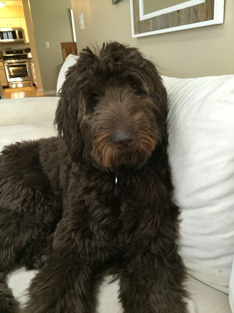 Wrigley- the chocolate Goldendoodle! Chocolate Brown Goldendoodle, Chocolate Golden Doodle, Goldendoodle Chocolate, Chocolate Goldendoodle, Cartoon Goldendoodle, Goldendoodle Red, Labradoodle Goldendoodle, Mini Goldendoodle Puppies, Goodlendoodle Full Grown