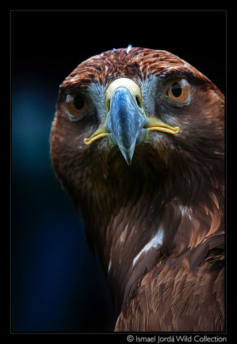 Bird Tattoo, Golden Eagle, Birds Tattoo, Pretty Birds, Bird Art, Beautiful Creatures, Beautiful Birds, Eagles, Birds