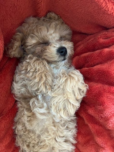 #cute #poochon #sog #puppy Poochon Puppy, Poochon Dog, Poochon Puppies, 2023 Mood, Puppy Mom, Beating Heart, Design Your Dream House, Cutie Patootie, I Love Dogs