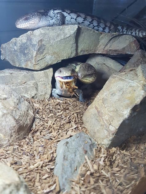 Bae the blue tongue skink enjoying some egg that Tiny is glad to help with the leftovers on her chin Skink Lizard Habitats, Blue Tongue Lizard Enclosure, Blue Tounged Skink Enclosure, Blue Tongue Skink Enclosure, Skink Enclosure, Lizard Habitat, Big Lizard, Blue Tongue Skink, Pet Lizards