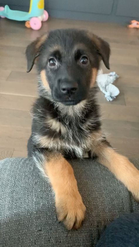 Floppy Ear German Shepherd, German Shepherd Floppy Ears, Puppy German Shepherd, Baby German Shepherds, Dream Family, Floppy Ears, Cute Dogs And Puppies, Shepherd Puppies, German Shepherd Puppies